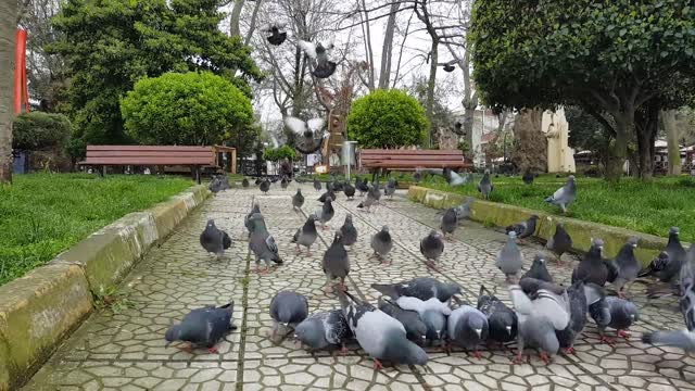 Pigeon eating