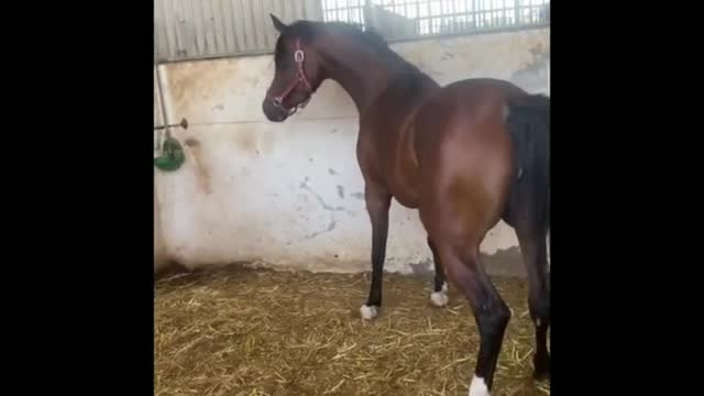 Funny and Cute Horse Videos That Will Change Your Mood For Good