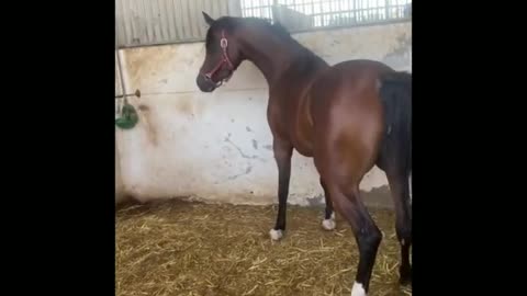 Funny and Cute Horse Videos That Will Change Your Mood For Good