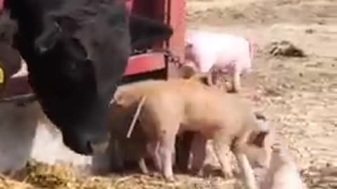 Funny_Animals_fails😹_#Shorts
