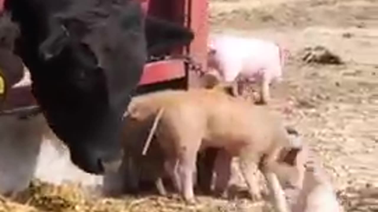 Funny_Animals_fails😹_#Shorts