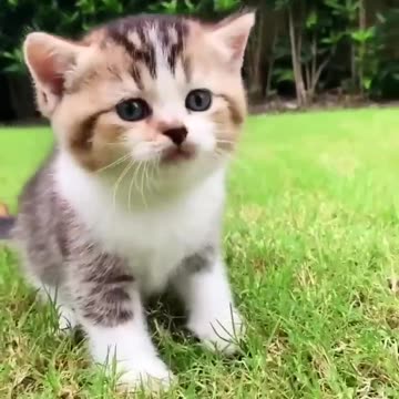 Cute Little Kitten 🥰❤❣