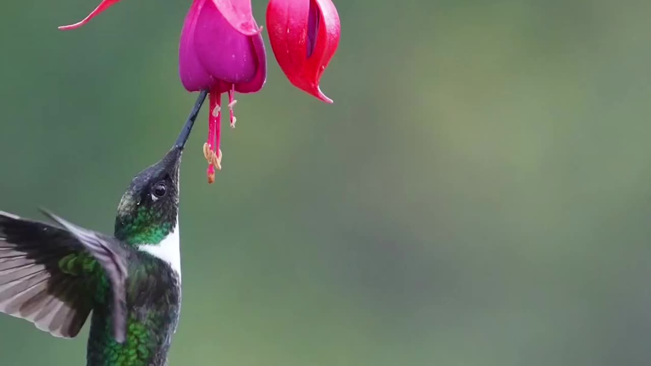 "Splendor in Flight: Exploring the Enchanting World of the Collared Inca"