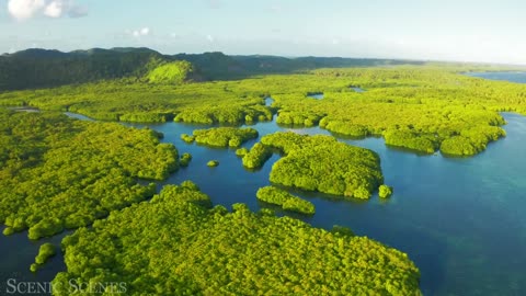 Animals of Amazon 4K - Animals That Call The Jungle Home