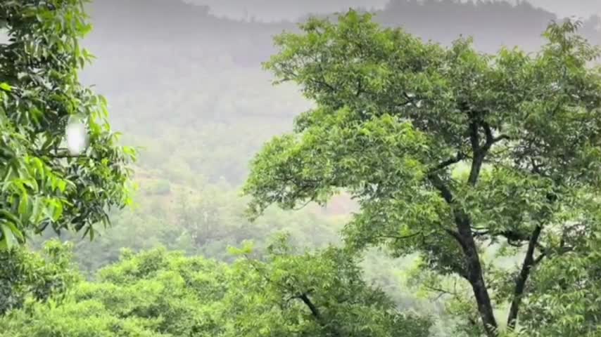 The rain in the mountain forest is cool