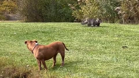 This poor kitty is running right into the path of a killer PITBULL!。