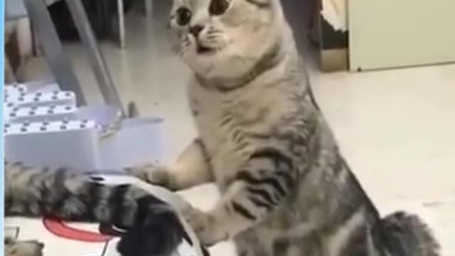 Top funny cat😄|| cat enjoyment