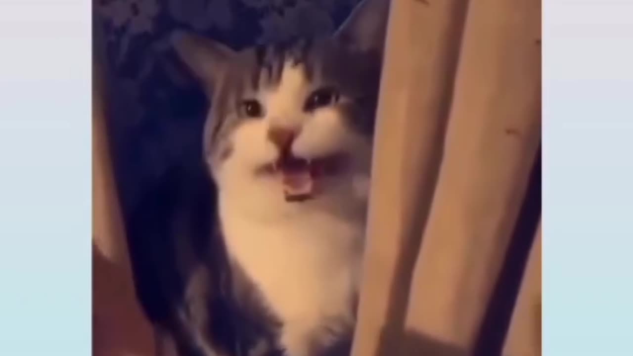 Funny Cat Videos