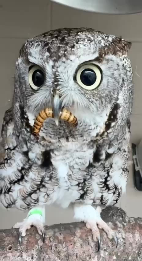 What a beautiful owl 😊😊😊