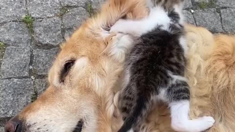 Kitten adorably sits right on top of sleeping dog