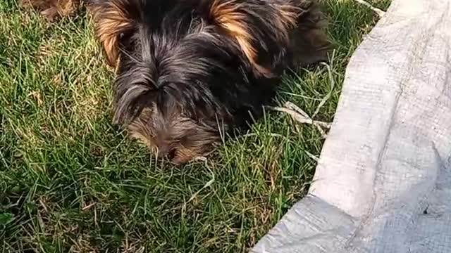 my new yorkshire terrier puppy