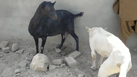 Dog and goat fight.....