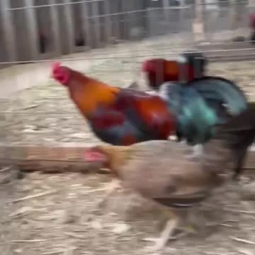 Breeding Material Sweater Asil - Chilangos Gamefowl