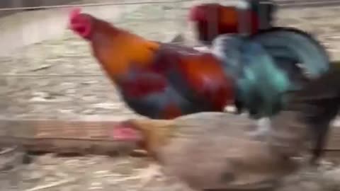 Breeding Material Sweater Asil - Chilangos Gamefowl