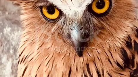 Angry owl