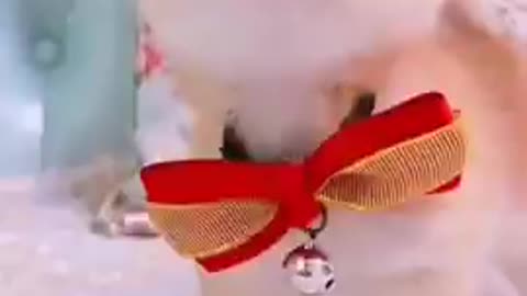 Funny Cute Cat Video