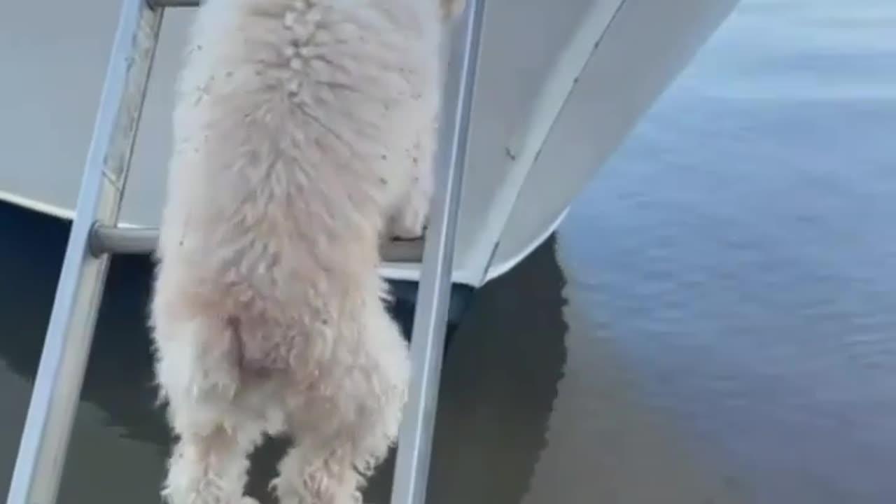 Funny dog climbing a ladder