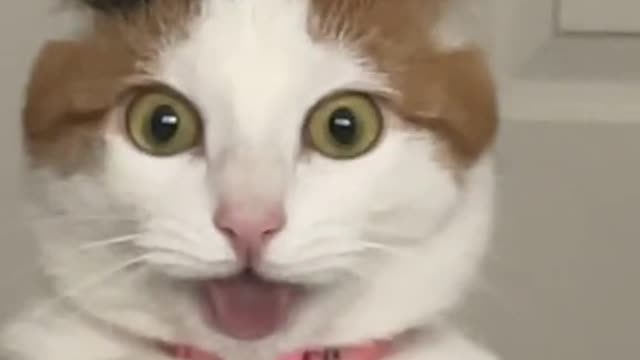 Cat Sniffs Fand Goes Crazy 😵