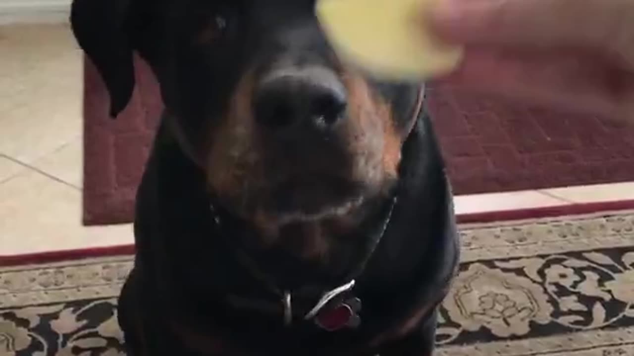 Rottweiler is not a fan of vegetables.