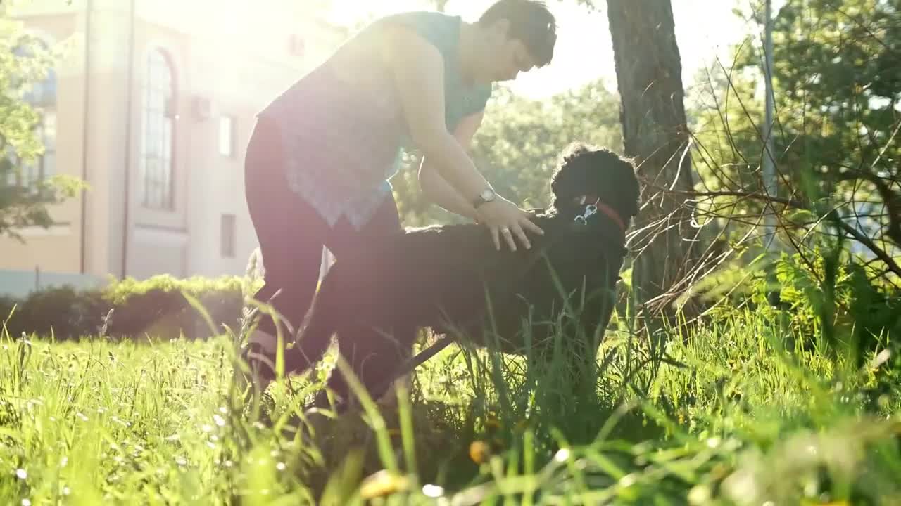 Woman combing her dog's hair, pet care in the park, summer day