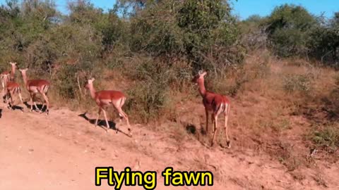 Running fawn