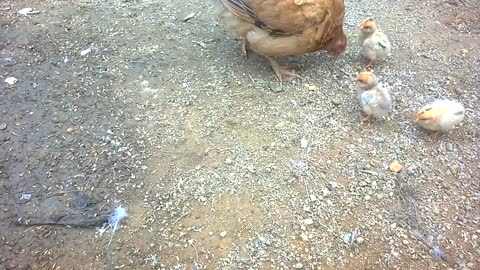 Wow..! Heavy Hens Fighting