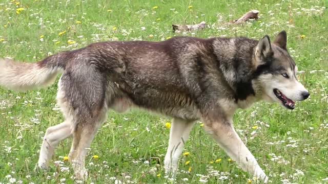 Siberian Husky Dogs