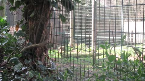 A Lion Walking Inside His Cage