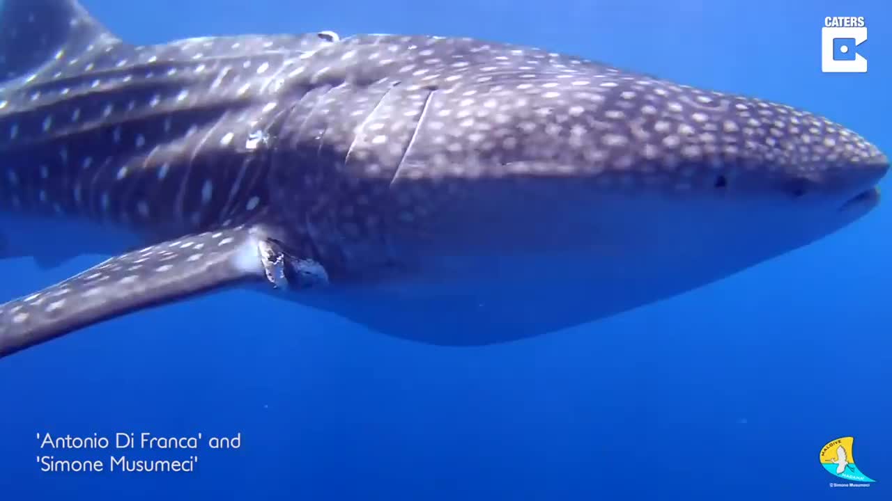 Brave Divers Rescued Whale Shark