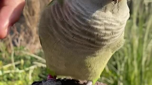 Parrots are cute and tease parrots