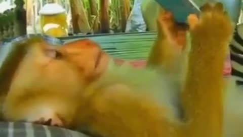 A Monkey At Leisure #shorts #viral #shortsvideo #video