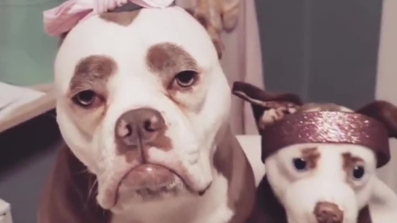 Pets react to Plush Lookalikes Petsies