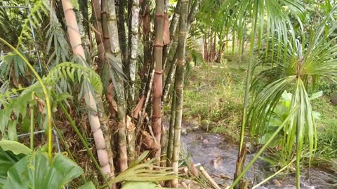 Bamboo harvest...