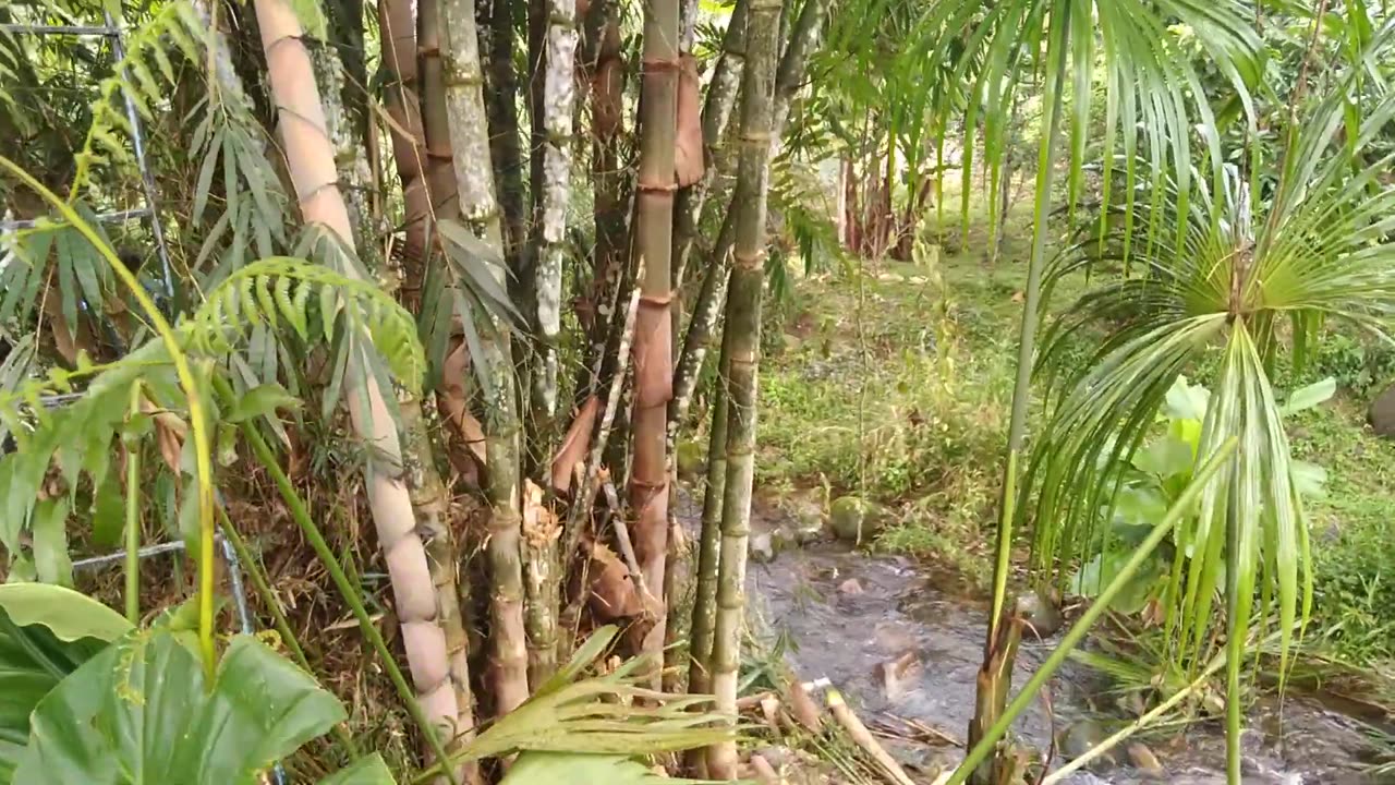 Bamboo harvest...