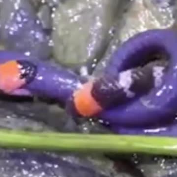 Battle for Survival - First-Ever Video of Wild Snakes Fighting Over Food in Colombian Rainforest