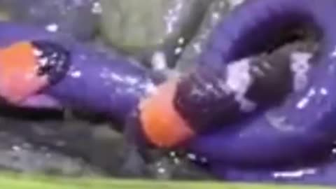 Battle for Survival - First-Ever Video of Wild Snakes Fighting Over Food in Colombian Rainforest
