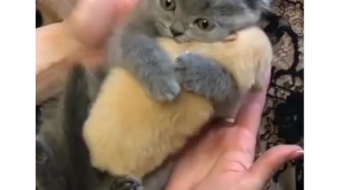 Cats and puppy have a cute 😻😻🐶🐶