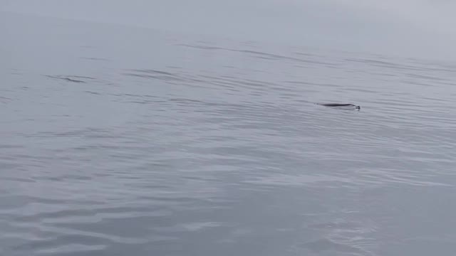 Flying Fish Photobombs Dolphin Pod at Play