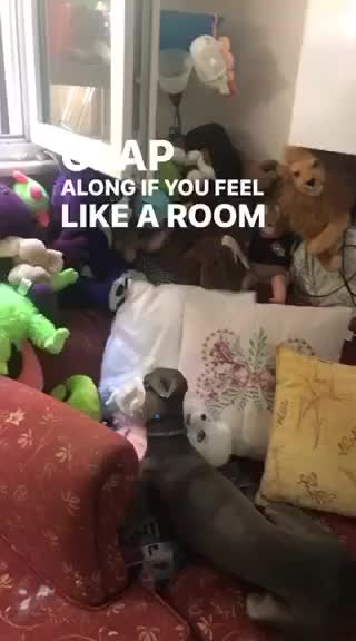 MAX plays with my stuff toy.