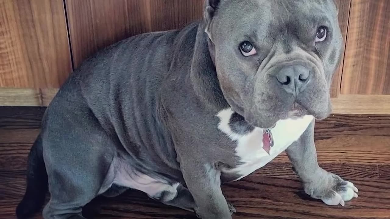 'Crazy' Dog No One Wanted Meets Family That HAD To Have Him - TUGGY | The Dodo Pittie Nation