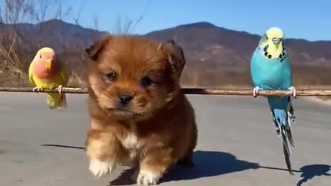 Cute Puppy With Best Friends Bird✔️✔️