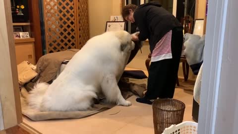 アランこたつを片付けないで欲しい Great Pyreneesidedグレートピレニーズ