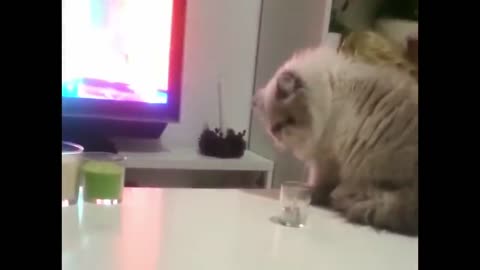 Thug Cat Knocks Glass Off Table New Funny Animals 😂 Funniest Cats and Dogs Videos 😺