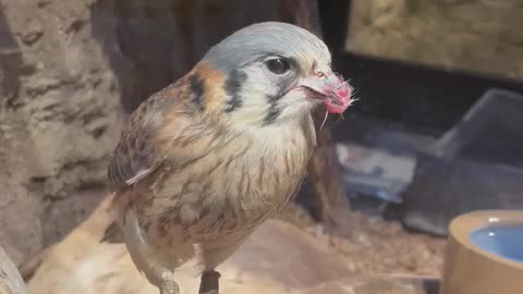 Falcon party