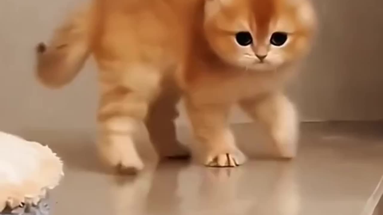 Cute animals