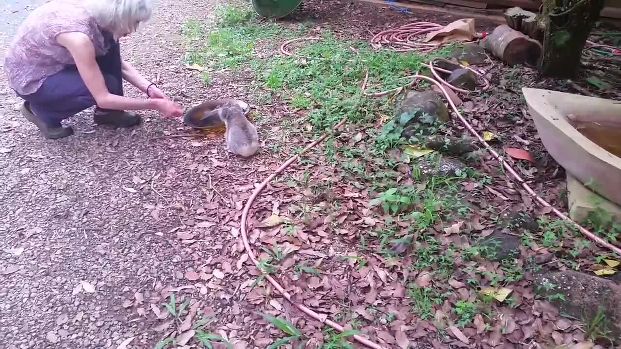 Koala baby rescue