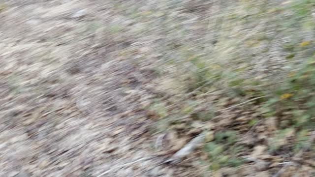 Rollin Thru The Stix #NaturalScent #ElonsMusk