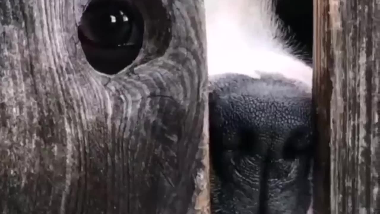 Funny animals🌿
