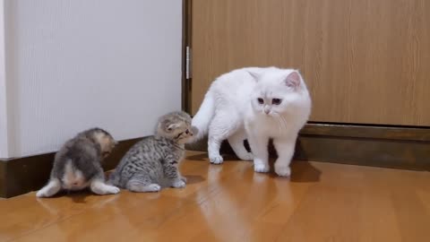 The kitten approaching the daddy cat to play with him was very very cute