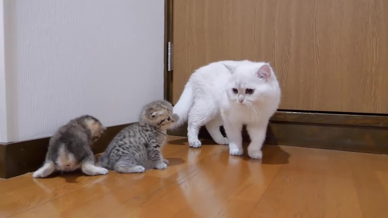 The kitten approaching the daddy cat to play with him was very very cute